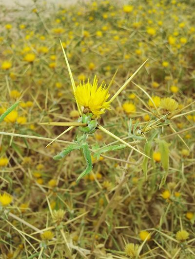 Centaurea hyalolepis, photographed by Nasser Halaweh
