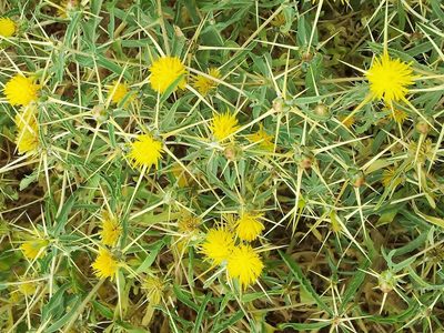 Centaurea hyalolepis, photographed by Nasser Halaweh