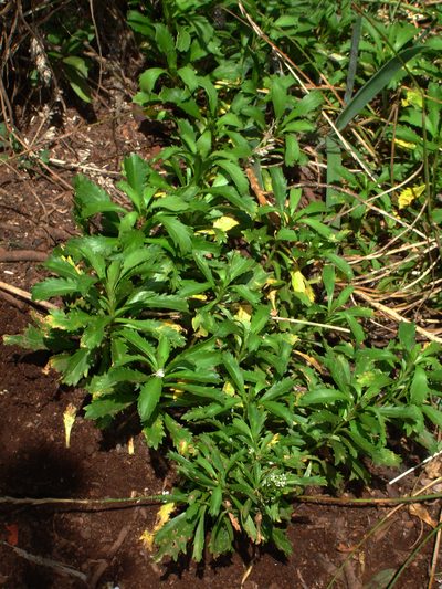 Lepidium panniforme, photographed by Peter de Lange