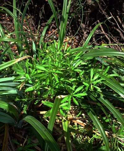 Lepidium panniforme, photographed by Peter de Lange
