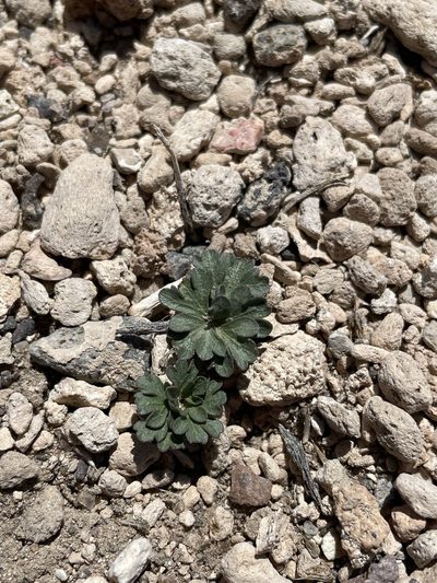 Cymopterus ripleyi, photographed by Matt Berger