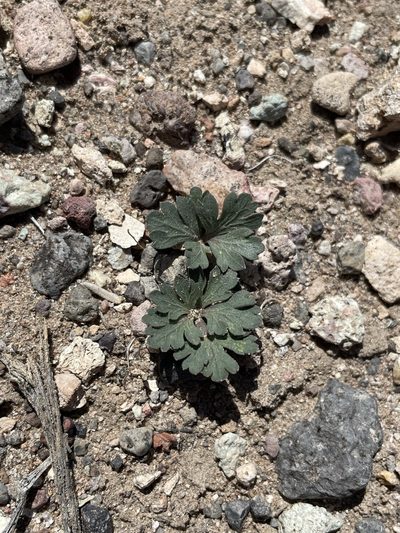 Cymopterus ripleyi, photographed by Matt Berger