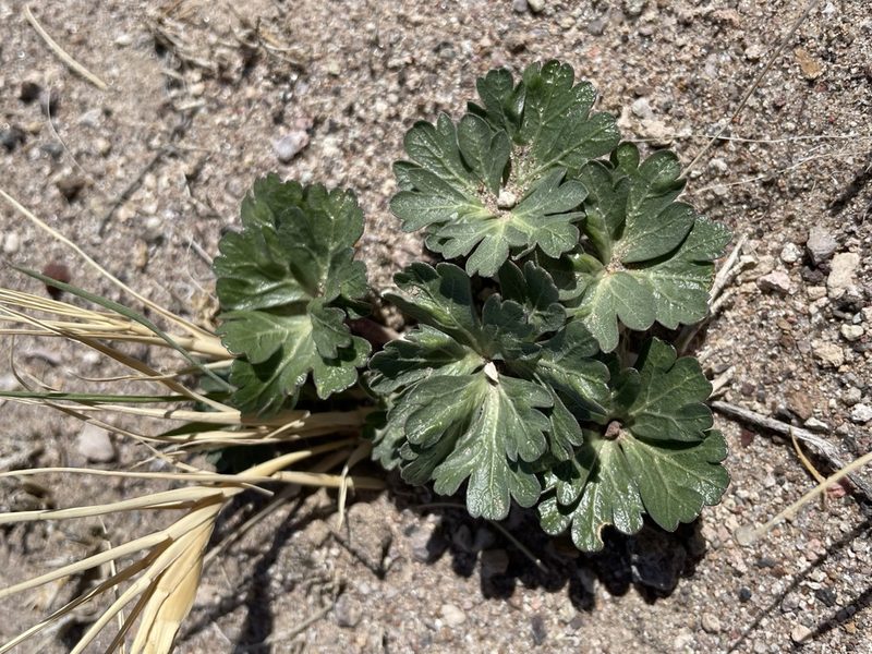 Cymopterus ripleyi, photographed by Matt Berger