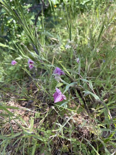Calochortus amoenus, photographed by Dee Shea Himes