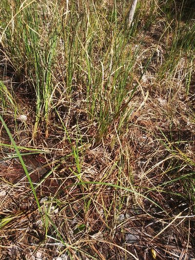 Carex striata, photographed by runcator