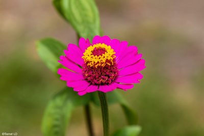 Zinnia elegans, photographed by Claudio Laura Daza