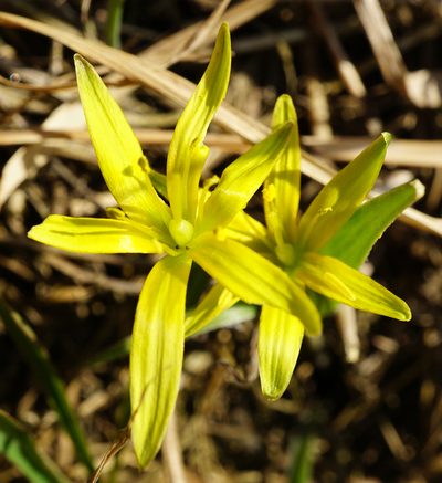 Gagea transversalis, photographed by Patrick Hacker