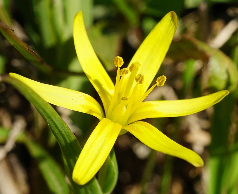 Gagea transversalis, photographed by Patrick Hacker