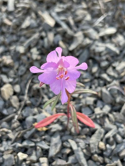 Clarkia breweri, photographed by Dee Shea Himes