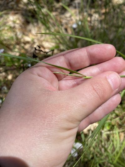 Festuca versuta, photographed by Michelle Lay
