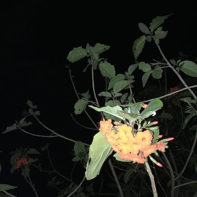 Cordia sebestena, photographed by Haydeé Salmones