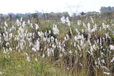 Bothriochloa laguroides, photographed by Romi Galeota Lencina