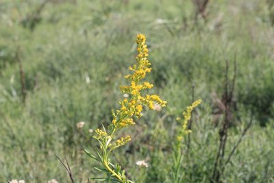 Solidago chilensis, photographed by Romi Galeota Lencina