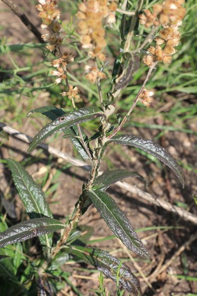 Pterocaulon cordobense, photographed by Romi Galeota Lencina
