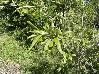 Sideroxylon lanuginosum, photographed by Clifton Ladd, C.W.B.