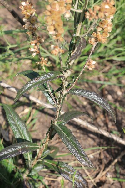 Pterocaulon cordobense, photographed by Romi Galeota Lencina