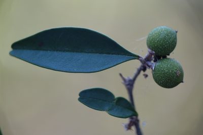 Noronhia boinensis, photographed by Romer N. Rabarijaona