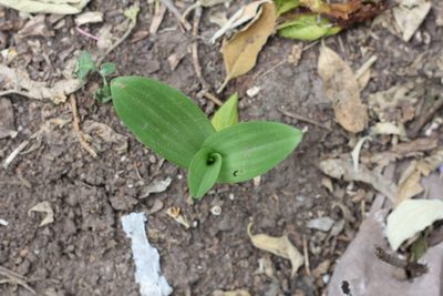 Chloraea membranacea, photographed by Romi Galeota Lencina