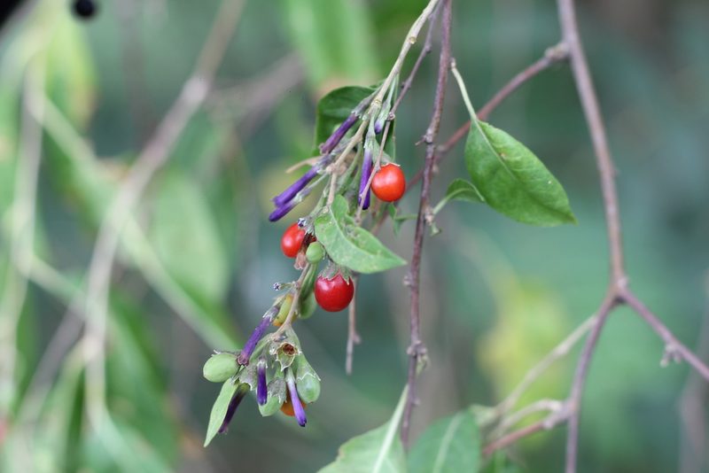 Lycium cestroides, photographed by Romi Galeota Lencina