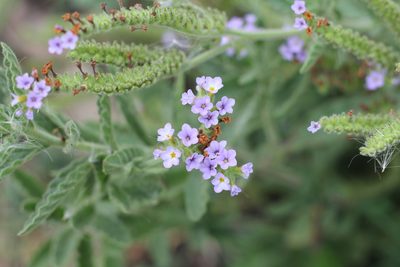 Heliotropium amplexicaule, photographed by Romi Galeota Lencina