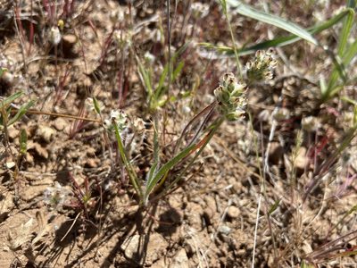 Plantago erecta, photographed by Annette Herz