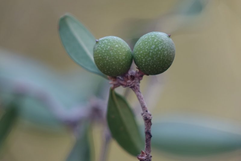 Noronhia boinensis, photographed by Romer N. Rabarijaona