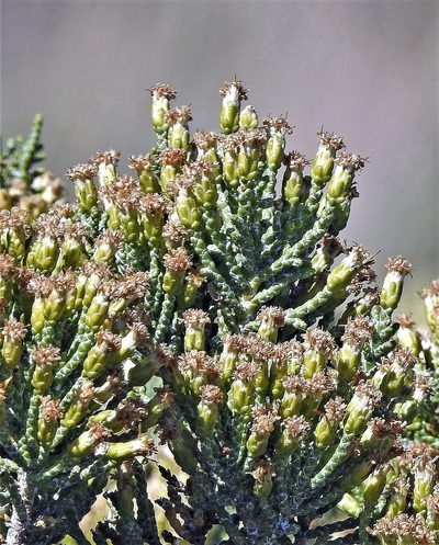 Lepidophyllum cupressiforme, photographed by Hugo Hulsberg