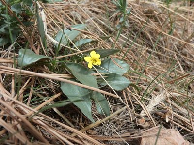 Viola nuttallii, photographed by Alaina Krakowiak