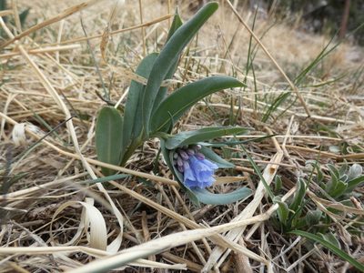 Mertensia lanceolata, photographed by Alaina Krakowiak