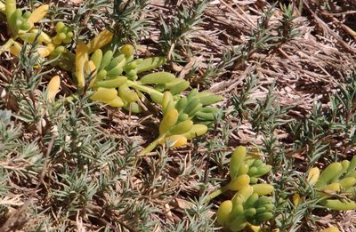 Batis maritima, photographed by Millie Basden