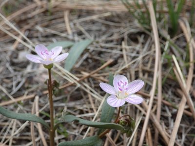 Claytonia rosea, photographed by Alaina Krakowiak