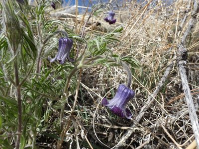 Clematis hirsutissima, photographed by Alaina Krakowiak
