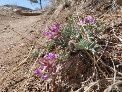 Astragalus shortianus, photographed by Alaina Krakowiak