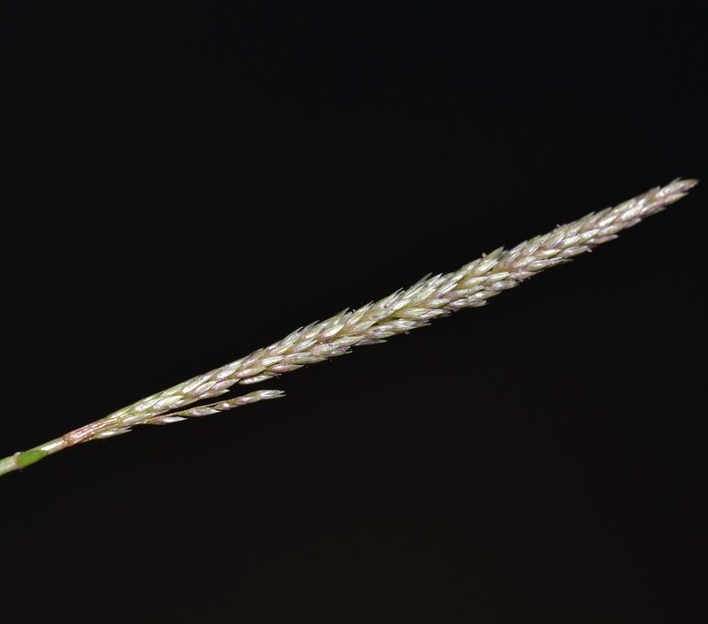 Sporobolus pyramidatus, photographed by kbkash