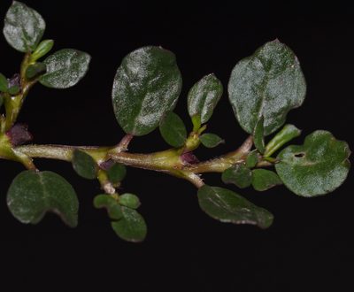 Trianthema portulacastrum, photographed by kbkash