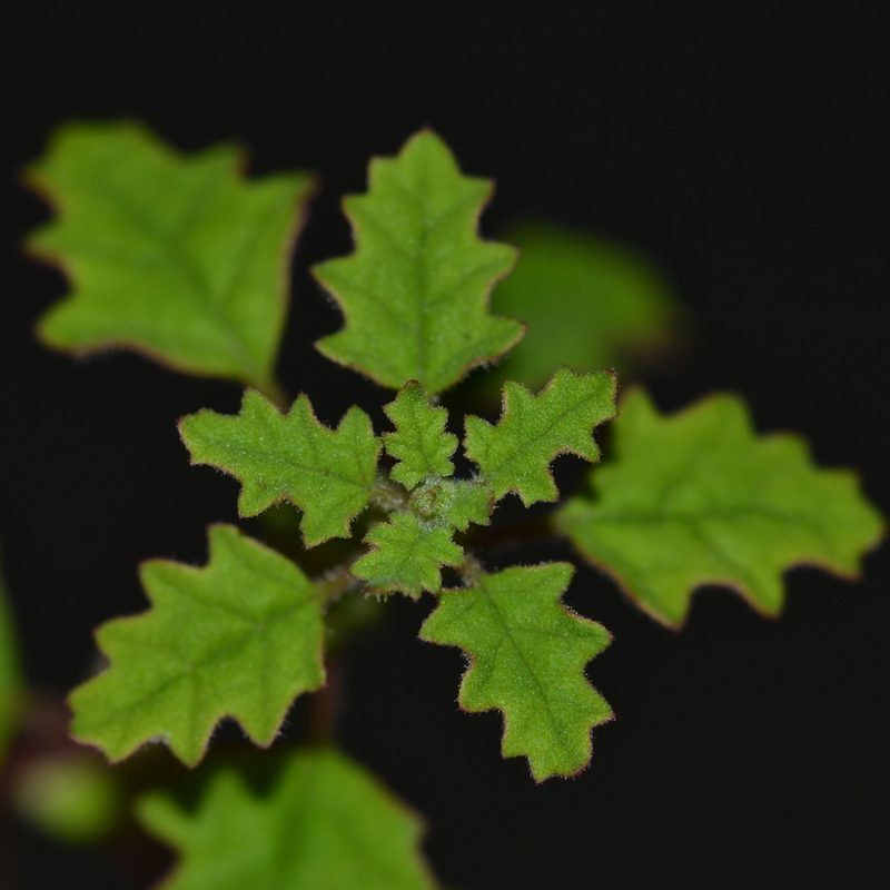Dysphania carinata, photographed by kbkash