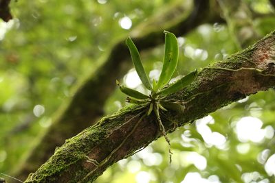 Sarcochilus falcatus, photographed by Greg Tasney