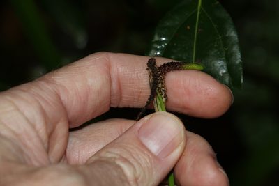 Gymnostachys anceps, photographed by Greg Tasney