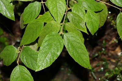 Callicarpa pedunculata, photographed by Greg Tasney