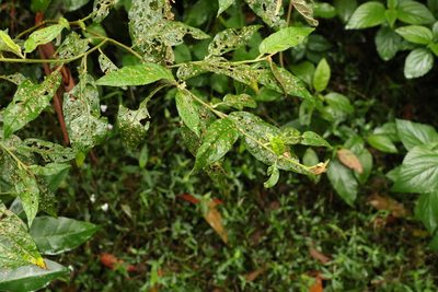Solanum stelligerum, photographed by Greg Tasney