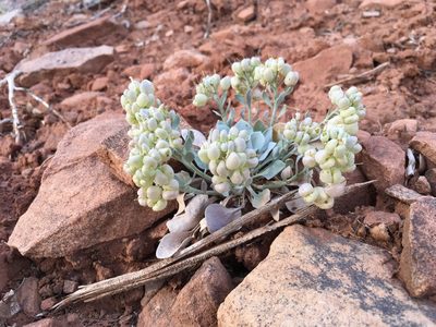 Physaria acutifolia, photographed by Cecelia Alexander