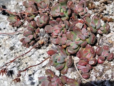 Sedum obtusatum