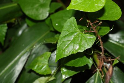 Zehneria cunninghamii, photographed by Greg Tasney