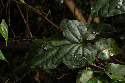 Parsonsia velutina, photographed by Greg Tasney