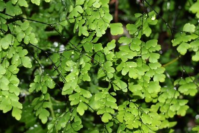 Adiantum atroviride, photographed by Greg Tasney