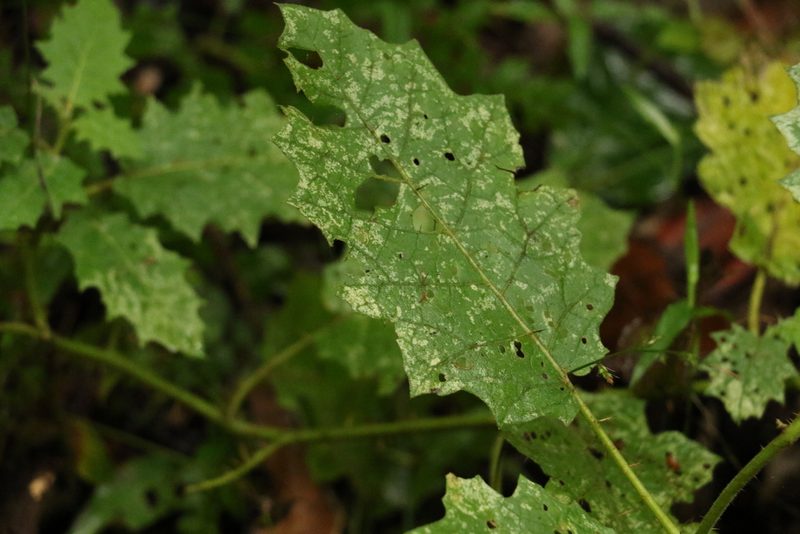 Solanum ditrichum, photographed by Greg Tasney