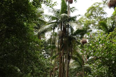 Archontophoenix cunninghamiana, photographed by Greg Tasney
