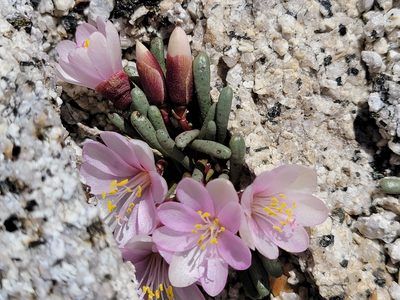 Lewisia disepala, photographed by Theo Summer