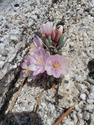 Lewisia disepala, photographed by Theo Summer
