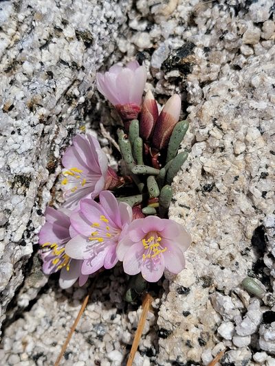 Lewisia disepala, photographed by Theo Summer